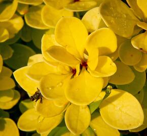 Dřišťál Thunbergův 'Golden Torch' - Berberis thunbergii 'Golden Torch'