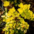 Dřišťál Thunbergův 'Golden Torch' - Berberis thunbergii 'Golden Torch'