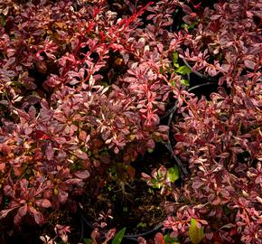 Dřišťál Thunbergův 'Pink Attraction' - Berberis thunbergii 'Pink Attraction'