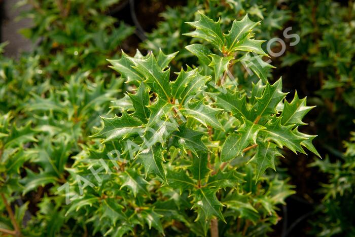 Vonokvětka různolistá 'Gulftide' - Osmanthus heterophyllus 'Gulftide'