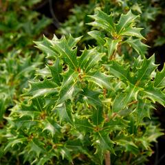 Vonokvětka různolistá 'Gulftide' - Osmanthus heterophyllus 'Gulftide'