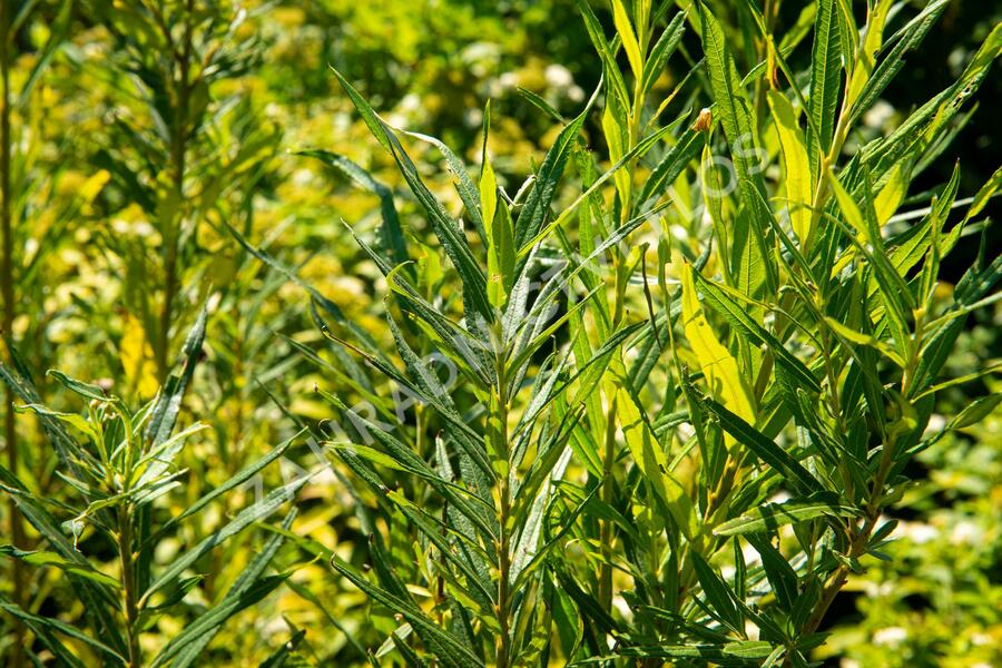 Vrba trojmužná - Salix triandra