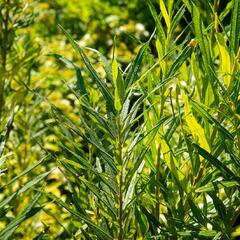 Vrba trojmužná - Salix triandra