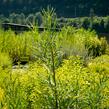 Vrba trojmužná - Salix triandra