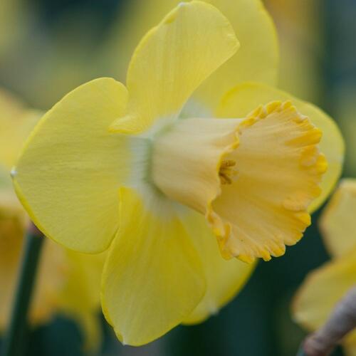 Narcis velkokorunný 'Avalon' - Narcissus Large Cupped 'Avalon'