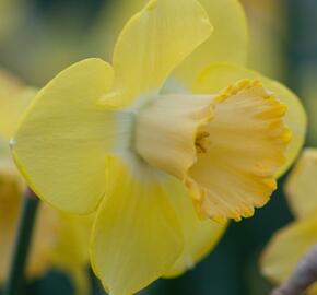 Narcis velkokorunný 'Avalon' - Narcissus Large Cupped 'Avalon'