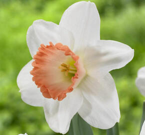 Narcis velkokorunný 'Pink Pride' - Narcissus Large Cupped 'Pink Pride'