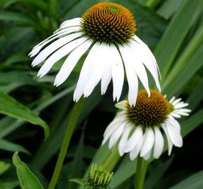 Třapatkovka nachová 'Happy Star' - Echinacea purpurea 'Happy Star'