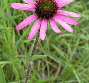 Třapatkovka tennessee - Echinacea tennesseensis