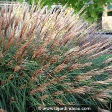 Ozdobnice čínská 'Krater' - Miscanthus sinensis 'Krater'