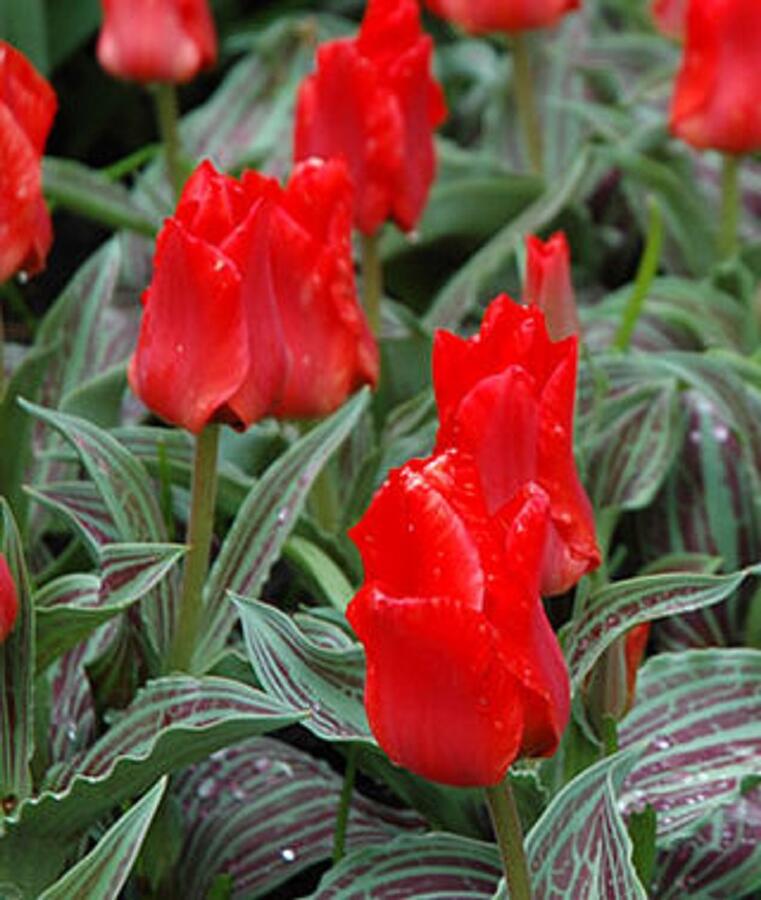 Tulipán Greigův 'Red Riding Hood' - Tulipa Greigii 'Red Riding Hood'