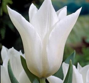 Tulipán liliovitý 'White Elegance' - Tulipa Lily Flowering 'White Elegance'