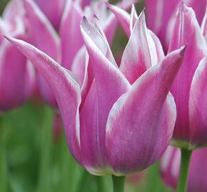 Tulipán liliovitý 'Ballade' - Tulipa Lily Flowering 'Ballade'