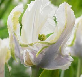 Tulipán papouškovitý 'White Lizard' - Tulipa Parrot 'White Lizard'