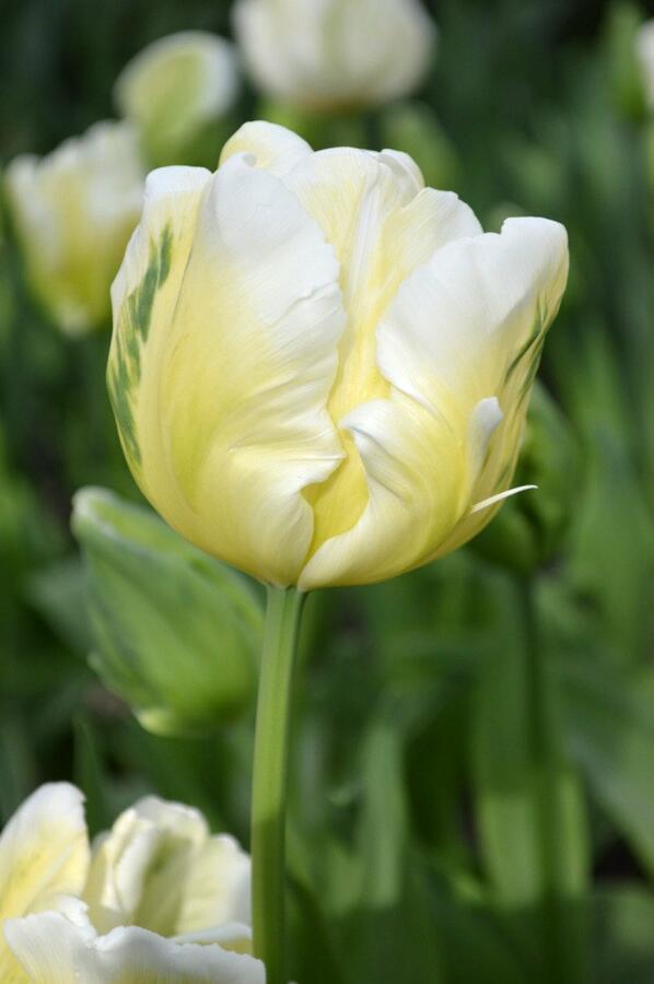 Tulipán papouškovitý 'White Parrot' - Tulipa Parrot 'White Parrot'