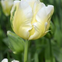 Tulipán papouškovitý 'White Parrot' - Tulipa Parrot 'White Parrot'