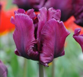 Tulipán papouškovitý 'Victoria's Secret' - Tulipa Parrot 'Victoria's Secret'