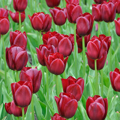 Tulipán Triumph 'National Velvet' - Tulipa Triumph 'National Velvet'