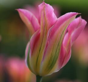 Tulipán zelenokvětý 'Florosa' - Tulipa Viridiflora 'Florosa'