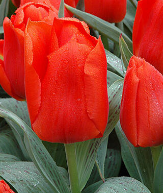 Tulipán Greigův 'Giant Orange Sunrise' - Tulipa Greigii 'Giant Orange Sunrise'