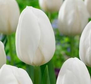 Tulipán raný 'White Prince' - Tulipa Single Early 'White Prince'