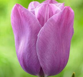 Tulipán pozdní 'Violet Beauty'® - Tulipa Single Late 'Violet Beauty'®