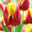 Tulipán Triumph 'Dow Jones' - Tulipa Triumph 'Dow Jones'