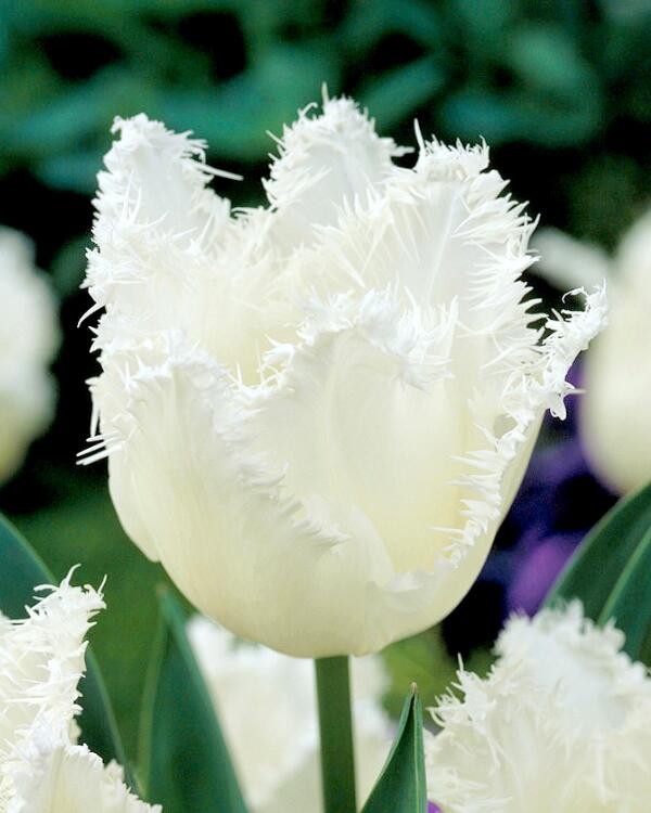 Tulipán třepenitý 'Daytona' - Tulipa Fringed 'Daytona'