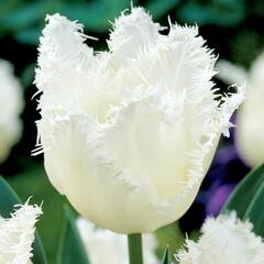 Tulipán třepenitý 'Daytona' - Tulipa Fringed 'Daytona'