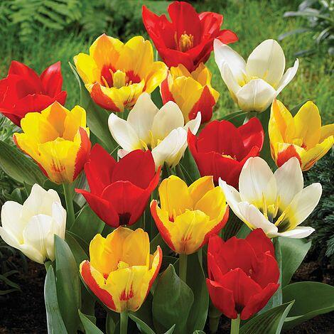 Tulipán Kaufmannův 'Mix' - Tulipa Kaufmanniana 'Mix'