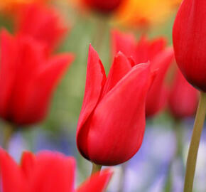 Tulipán liliovitý 'Red Shine' - Tulipa Lily Flowering 'Red Shine'