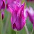 tulipan-liliovity-purple-dream.jpg