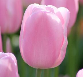 Tulipán Triumph 'Synaeda Amor' - Tulipa Triumph 'Synaeda Amor'