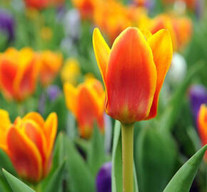 Tulipán Greigův 'Cape Cod' - Tulipa Greigii 'Cape Cod'