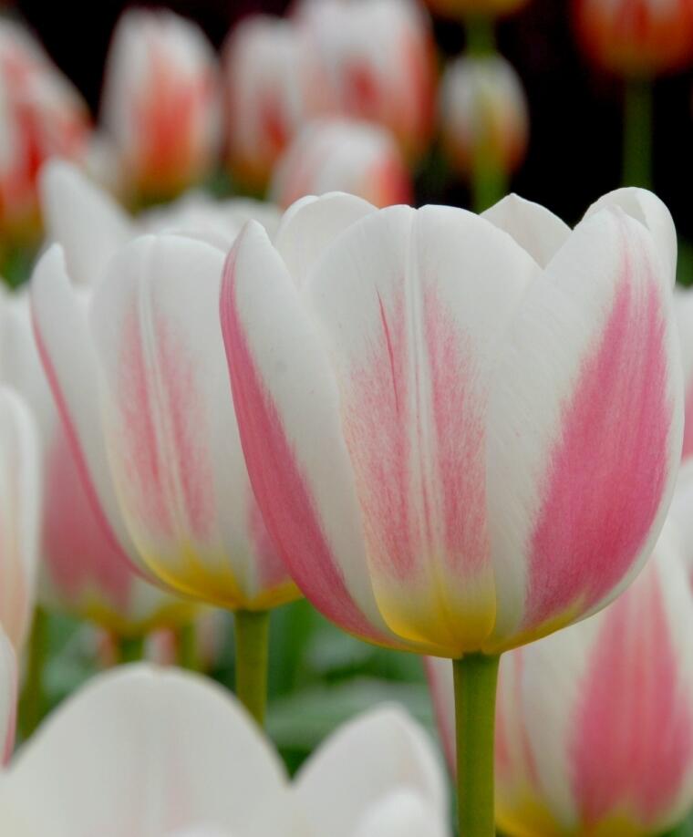 Tulip n Triumph Beau monde Tulipa Triumph Beau monde