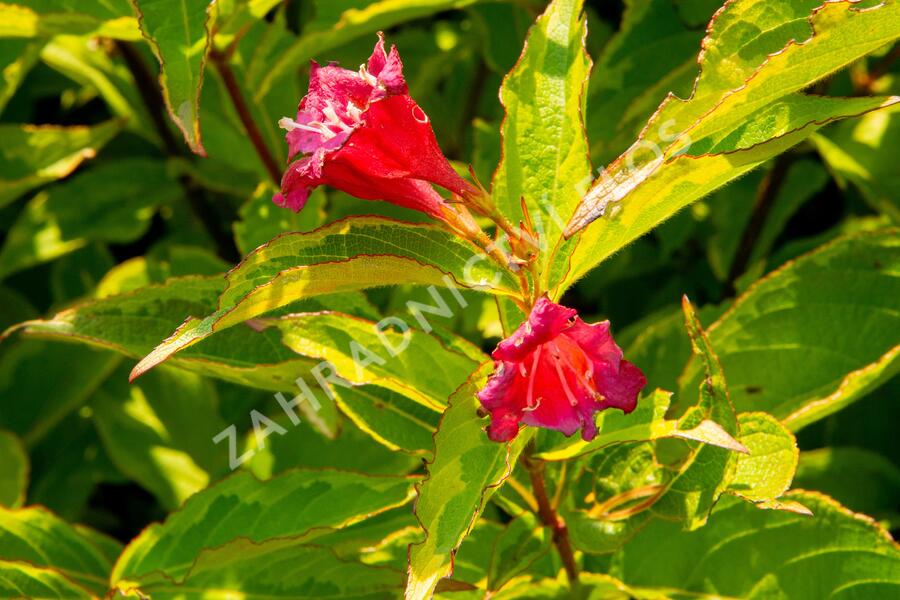 Vajgélie květnatá 'Moulin Rouge' - Weigela florida 'Moulin Rouge'