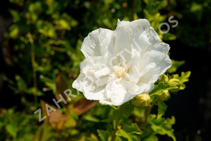 Ibišek syrský 'White Chiffon' - Hibiscus syriacus 'White Chiffon'