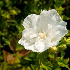 Ibišek syrský 'White Chiffon' - Hibiscus syriacus 'White Chiffon'