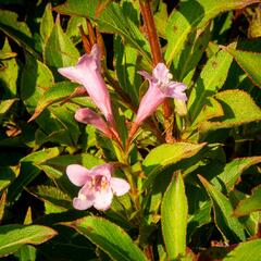 Vajgélie květnatá 'Pink Poppet' - Weigela florida 'Pink Poppet'