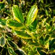 Cesmína obecná 'Golden van Tol' - Ilex aquifolium 'Golden van Tol'