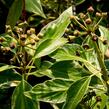 Břečťan popínavý 'Arborescens Argenteovariegata' - Hedera helix 'Arborescens Argenteovariegata'