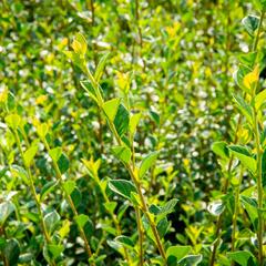 Skalník Simonův - Cotoneaster simonsii