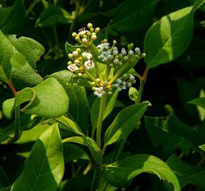 Kalina 'Jermyn's Globe' - Viburnum globosum 'Jermyn's Globe'