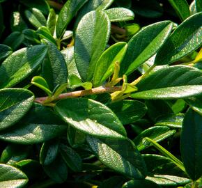 Skalník vrbolistý 'Sympathie' - Cotoneaster salicifolius 'Sympathie'