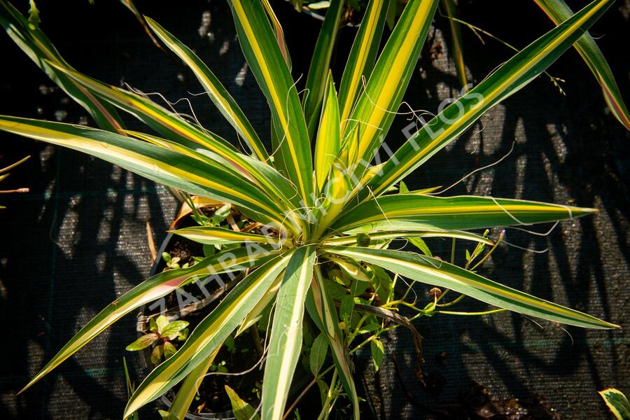 Juka vláknitá 'Gold Heart' - Yucca filamentosa 'Gold Heart'