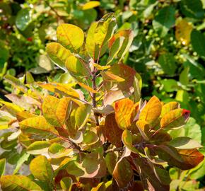 Ruj vlasatá - Cotinus coggygria