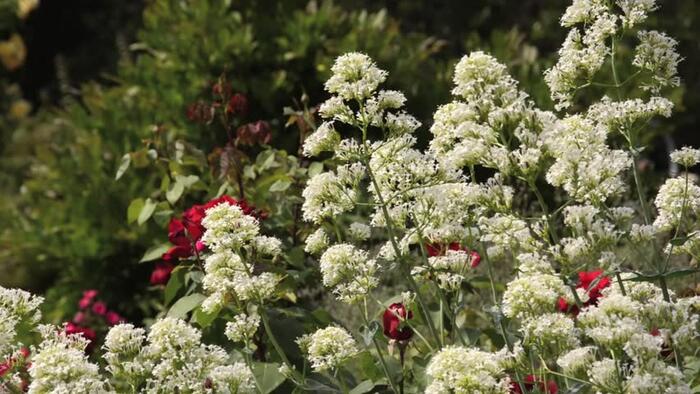 Mavuň červená 'Albiflorus' - Centranthus ruber 'Albiflorus'