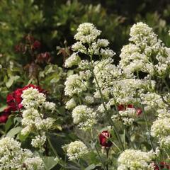 Mavuň červená 'Albiflorus' - Centranthus ruber 'Albiflorus'