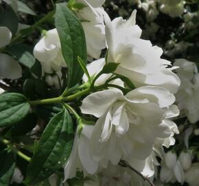 Pustoryl 'Snowbelle' - Philadelphus 'Snowbelle'