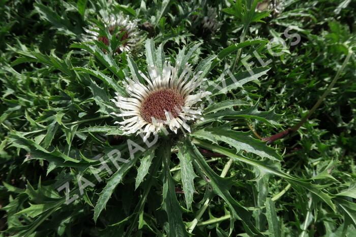 Pupava bezlodyžná - Carlina acaulis ssp.simplex